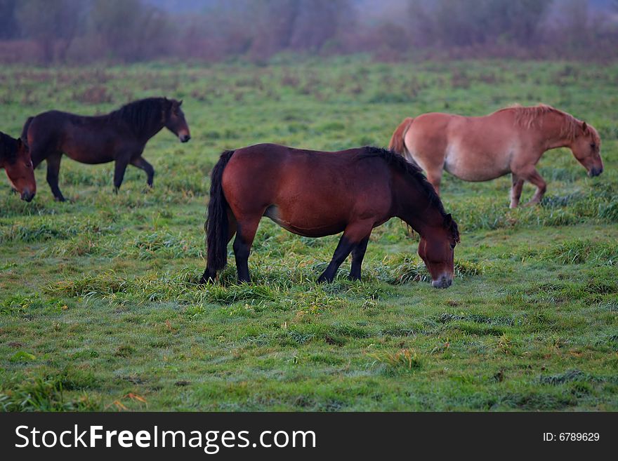 Wild horses running on the early, foggy morning