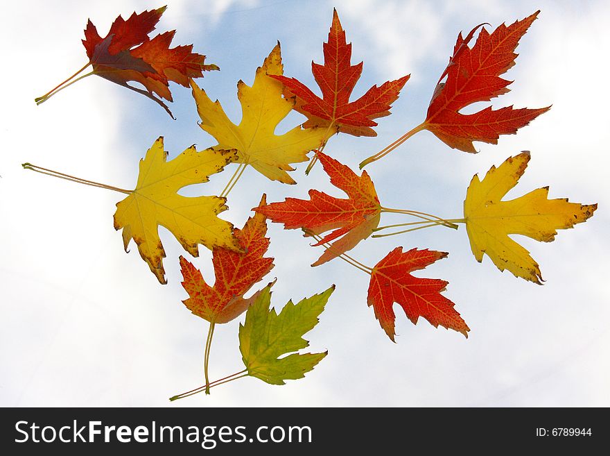 Autumn Leaves Agains The Sky