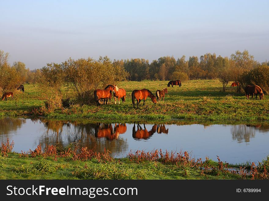 Wild horses running on the early, foggy morning over the river. Wild horses running on the early, foggy morning over the river