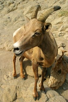 Young Bighorn Sheep Royalty Free Stock Images