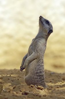 Meerkat (suricata) On Alert Stock Photos