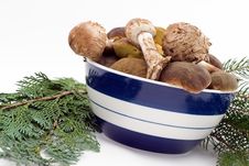 Raw Fresh Mushrooms Stock Photos Raw Fresh Mushrooms Stock Photos