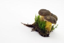 Raw Fresh Mushrooms Stock Images Raw Fresh Mushrooms Stock Images