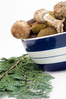 Raw Fresh Mushrooms Royalty Free Stock Photos Raw Fresh Mushrooms Royalty Free Stock Photos