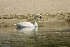 A Mute Swan Feeding Along The Bank Royalty Free Stock Image