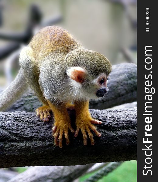The squirrel monkey sitting on branch
