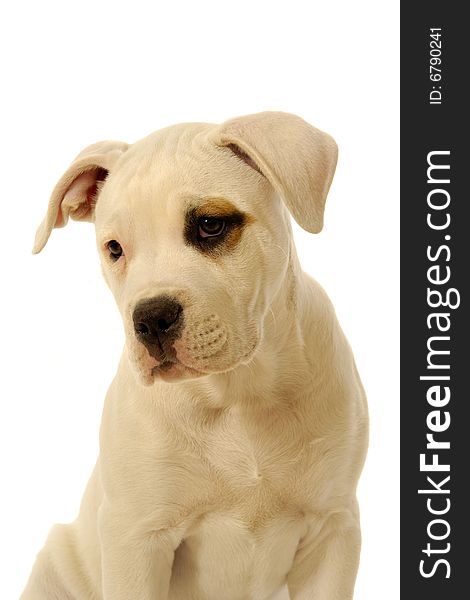 Sweet puppy on a white background