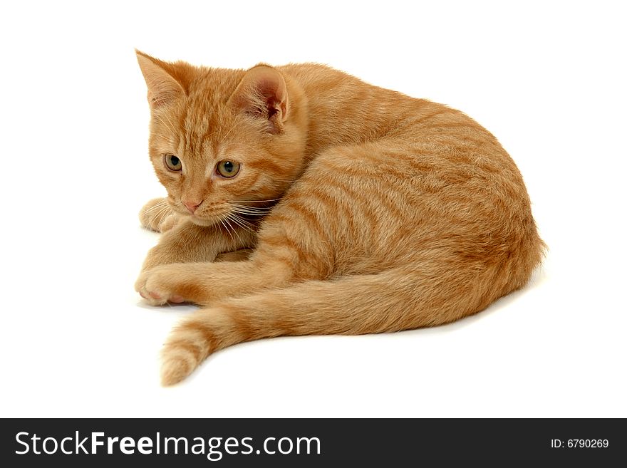 Sweet small kitten resting on a white background. Sweet small kitten resting on a white background