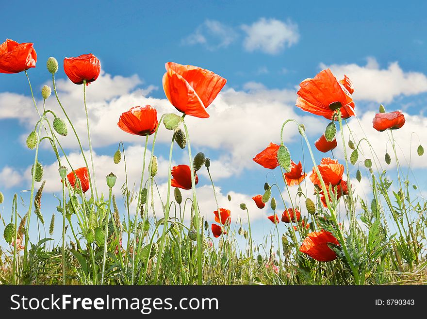 Red poppies over sky background