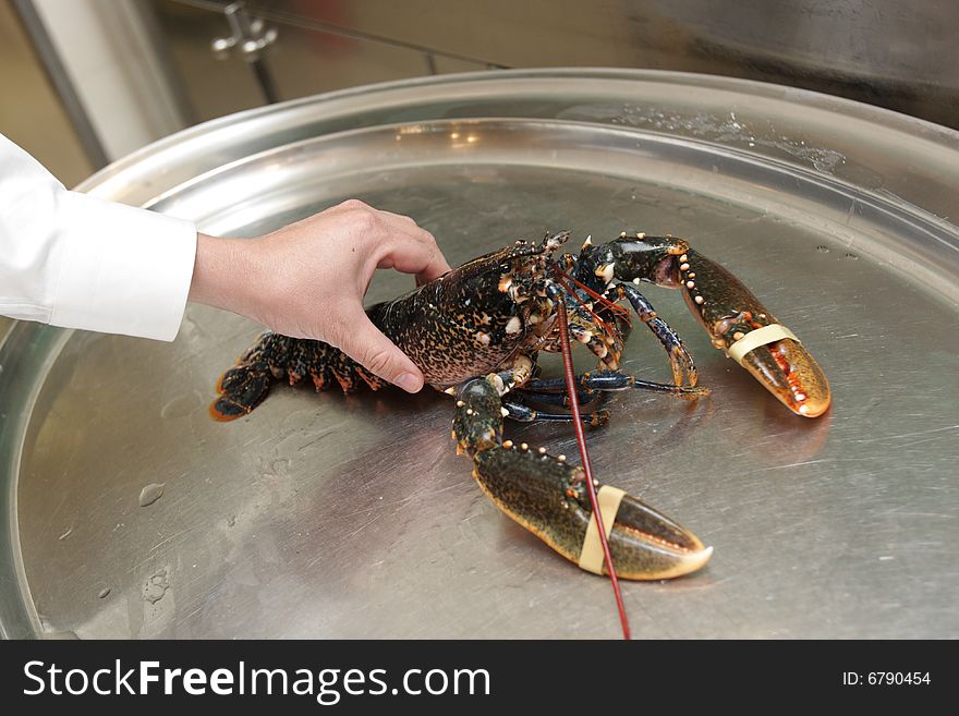 A man holding a lobster before preparation. A man holding a lobster before preparation