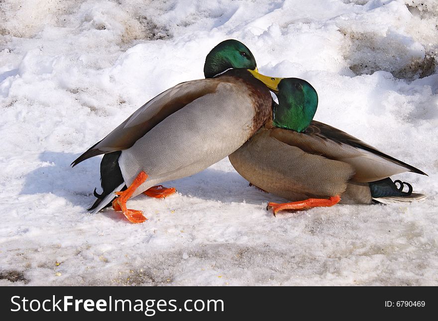Two mallard ducks are fighting on the ice and snow. Two mallard ducks are fighting on the ice and snow.