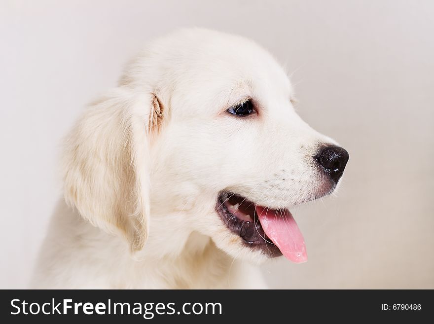 Small cute retriever puppy with tongue put out