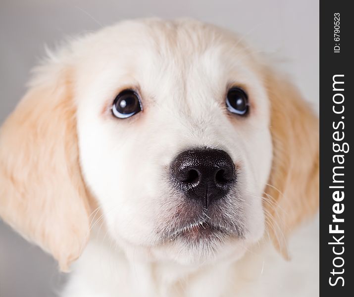 Small white surprised retriever puppy looking up