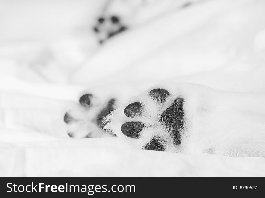 Small white retriever puppy paws on white background