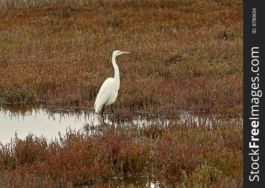 Egret In Marsh