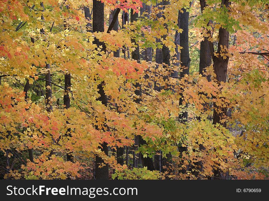 Fall Colors in a Wooded Area