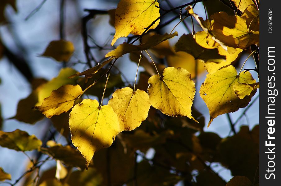 Branch with several yellow in the sun light. Branch with several yellow in the sun light