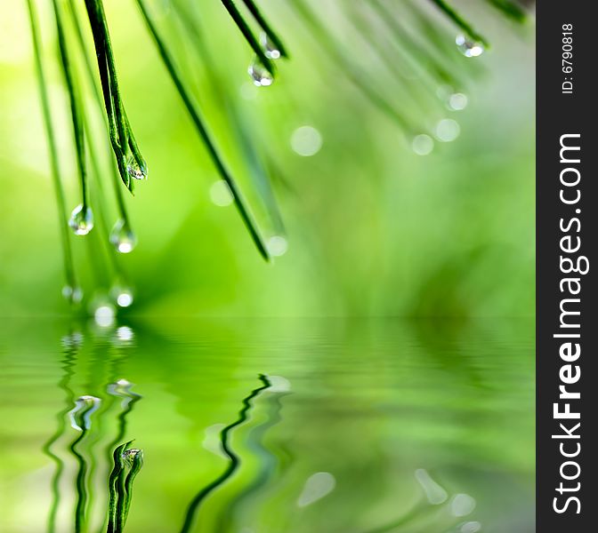 Pine needle with dewdrops in morning