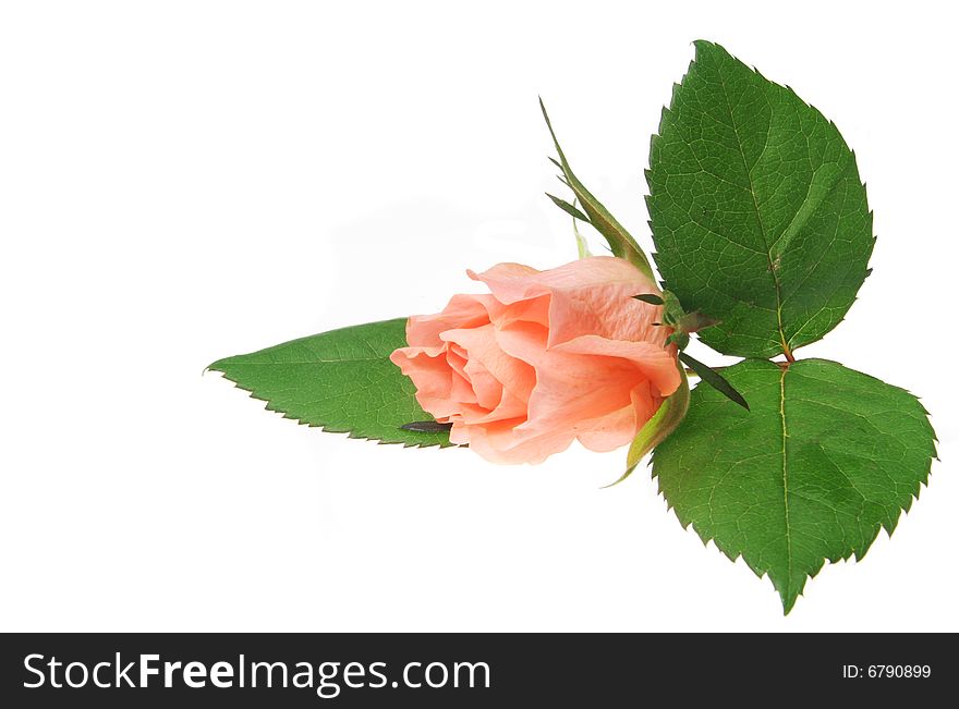 Salmon pink rose and leaves on white