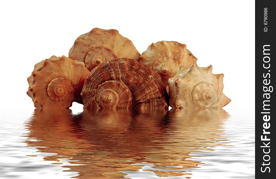 Shells In Water