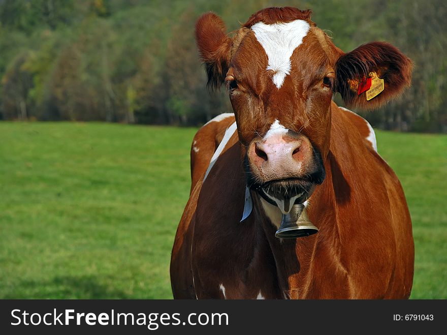 Portrait of brown cow with bell. Portrait of brown cow with bell