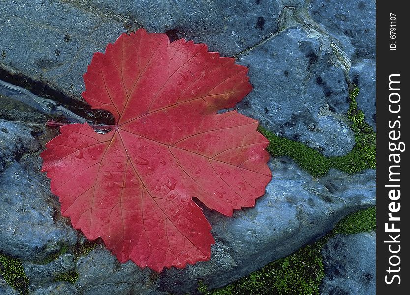 Fallen red maple leaf on granite in autumn on bank of Mokelumne River, Gold Country, Northern California. Fallen red maple leaf on granite in autumn on bank of Mokelumne River, Gold Country, Northern California