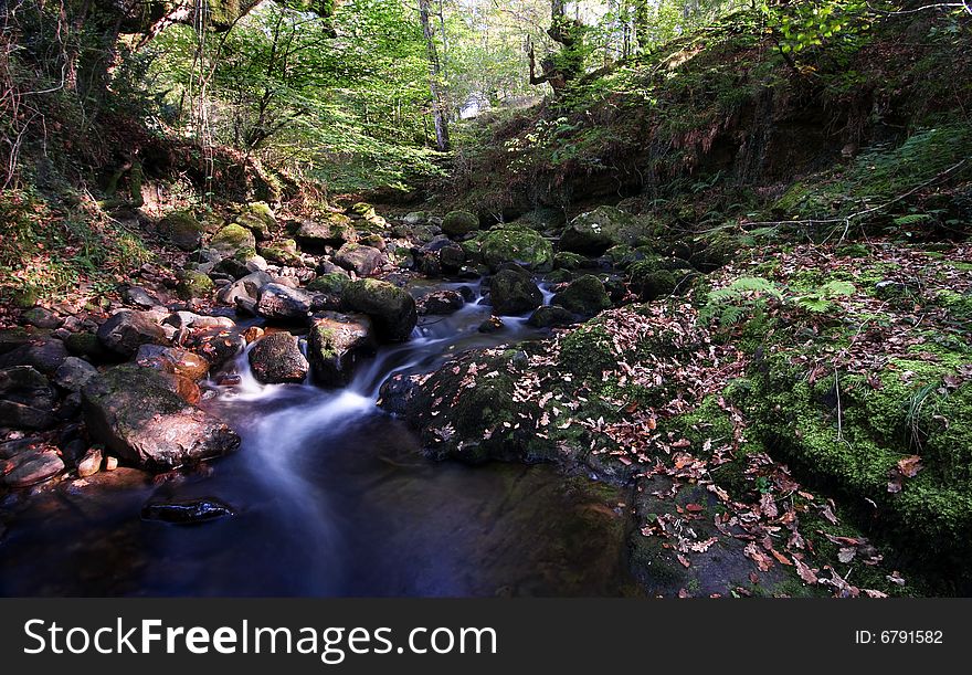 Fall at forest with a river. Fall at forest with a river