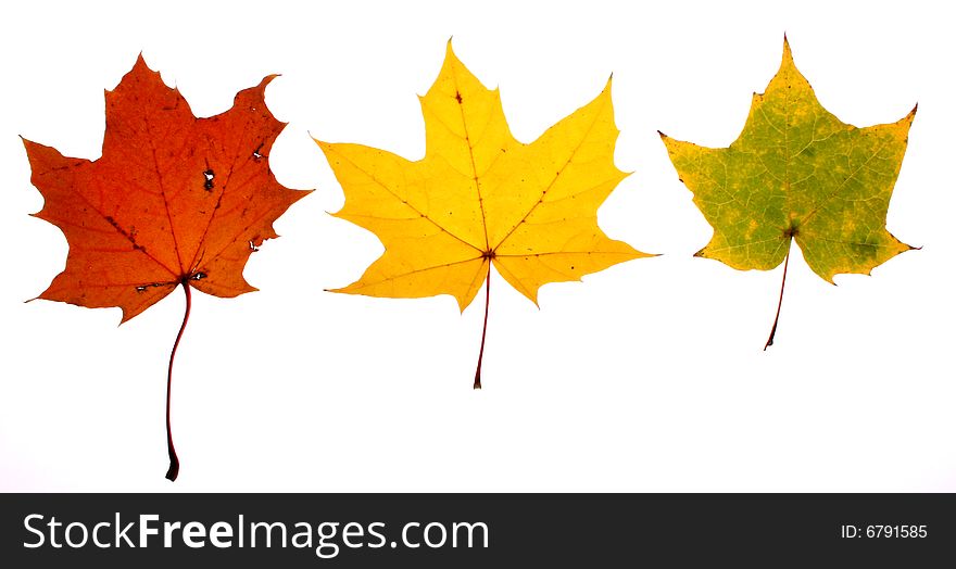 Three leaves isolated over the white background