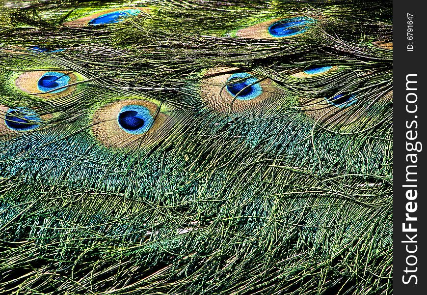 Beautiful close up of peacock feathers