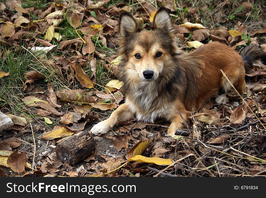Dog lying in fall grass. Dog lying in fall grass