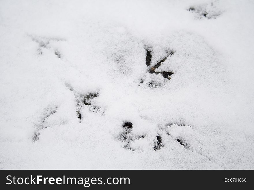 Bird tracks in the snow