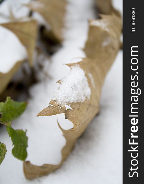 Macro image of a brown leaf in the snow. Macro image of a brown leaf in the snow