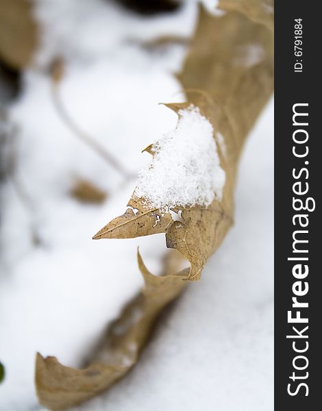 Macro image of a brown leaf in the snow. Macro image of a brown leaf in the snow