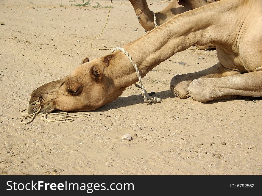 A camel head in the Thar desert, Rajasthan
