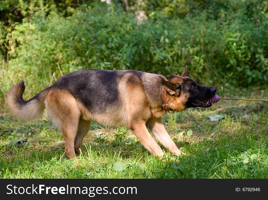 German shepherd with toy on green field. German shepherd with toy on green field