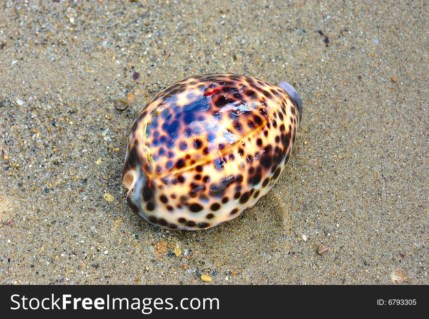 Sea shell over wet sand. Sea shell over wet sand