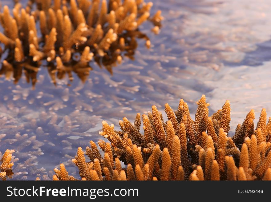 Staghorn corals or the acropora cervicornis species  exposed during low tide, Malaysia