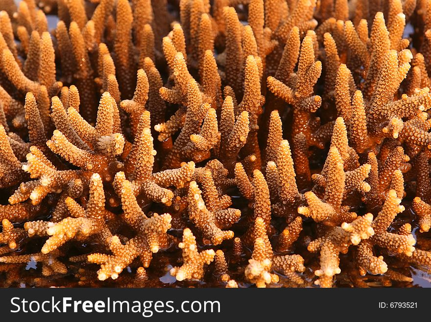 Close-up of acropora cervicornis coral, commonly known as staghorn coral. Close-up of acropora cervicornis coral, commonly known as staghorn coral