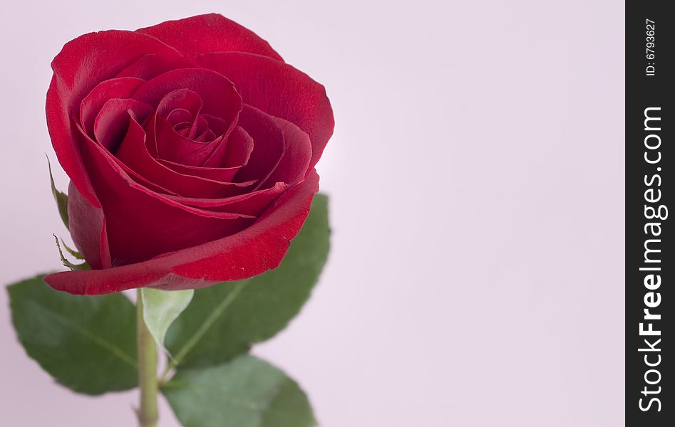 Beautiful single red Rose against pink background