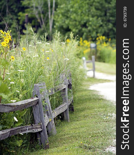 Yellow flowers in the countryside with walking path