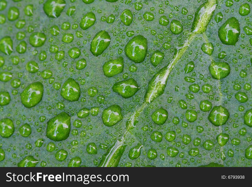 Drops in a piece of leaf