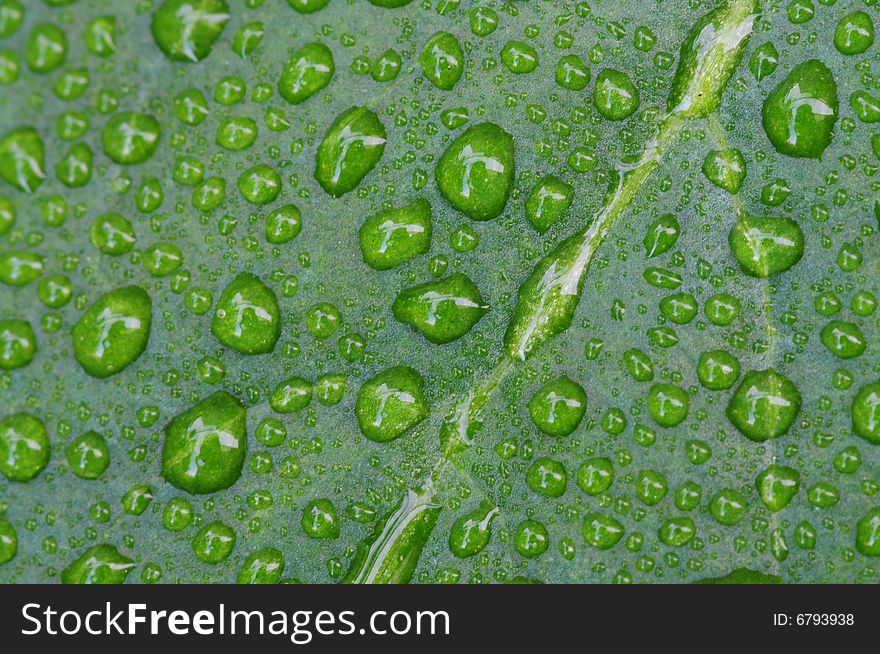 A Piece Of Leaf