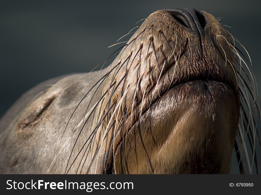 Sea Lion with whiskers sniffs the air with eyes closed. Sea Lion with whiskers sniffs the air with eyes closed