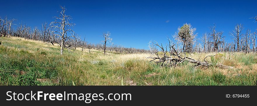 Burned forest in the mountains of Mesa Verde in Colorado