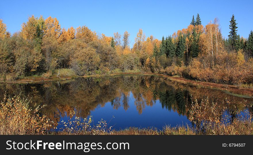 A small pond illuminated with fall foliage. A small pond illuminated with fall foliage