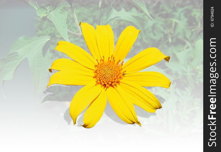 Yellow sunflower with cliping path isolated on background white and leaf. Yellow sunflower with cliping path isolated on background white and leaf