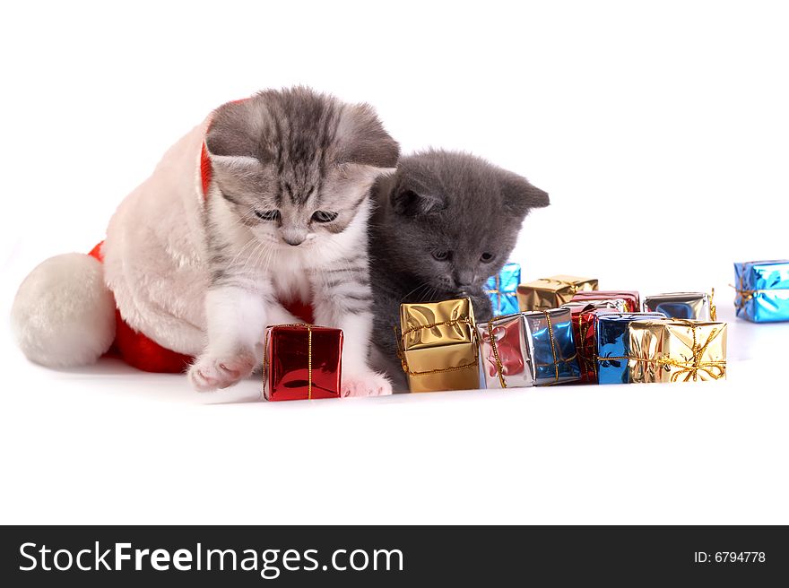 Kitten plays on a white background