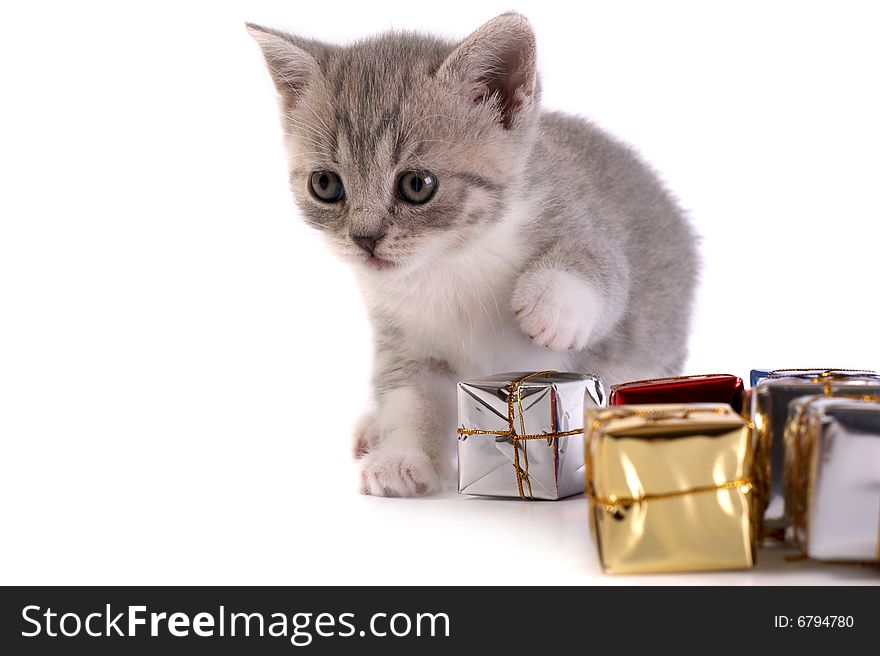 Kitten plays on a white background