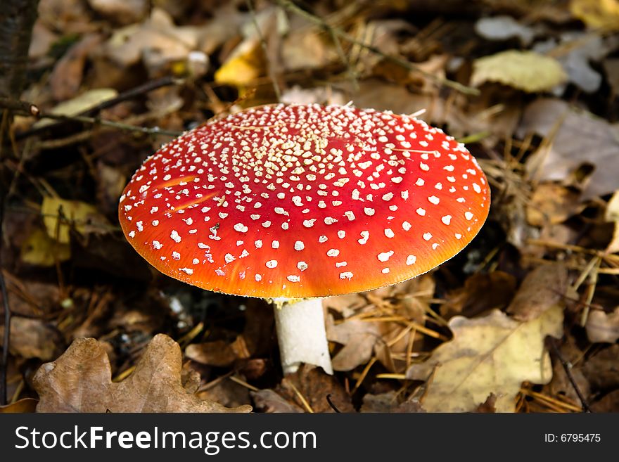 Fly agaric in autumn forest - Amanita Muscaria - soma mashroom