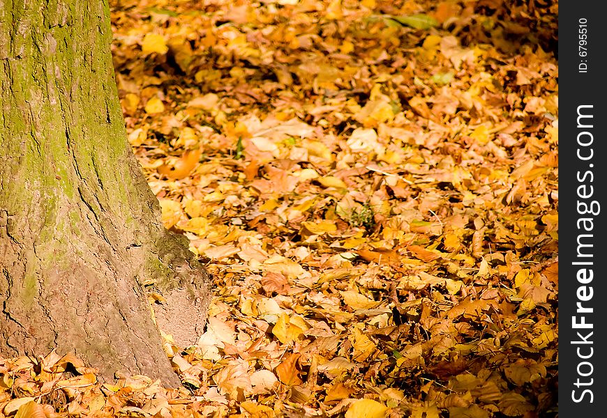 Autumn leaves and tree in sunlight